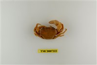 藏品(黃灰澤蟹)的圖片